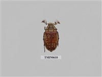 藏品(台灣長鬚金龜)的圖片